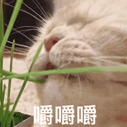 3Bs22Tf3bqjHJg6ScwWEXrSvTBaztgCq.gif